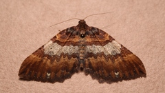 Earophila badiata