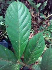 Duroia costaricensis