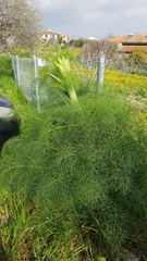 Ferula