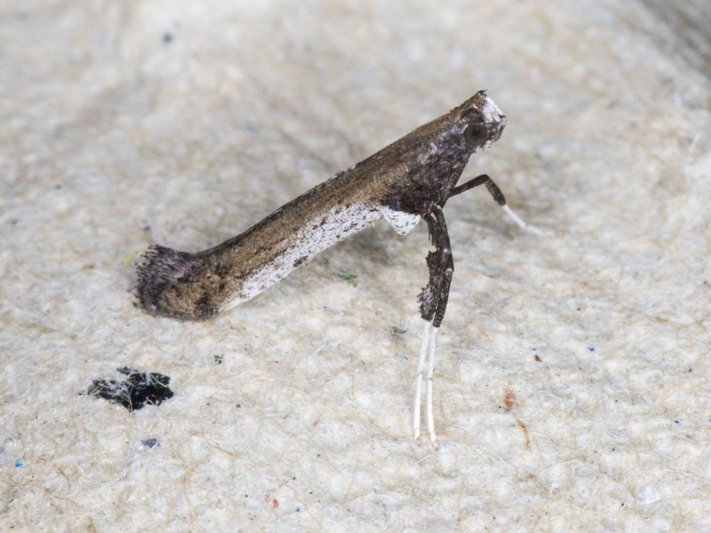Caloptilia ovatiella