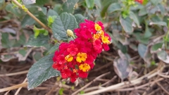 Lantana camara