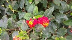 Lantana camara