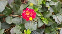 Lantana camara