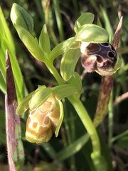 Ophrys umbilicata flavomarginata