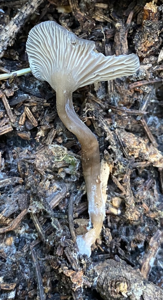 Lyophyllaceae sp. 'ID01'