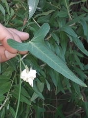 Araujia angustifolia