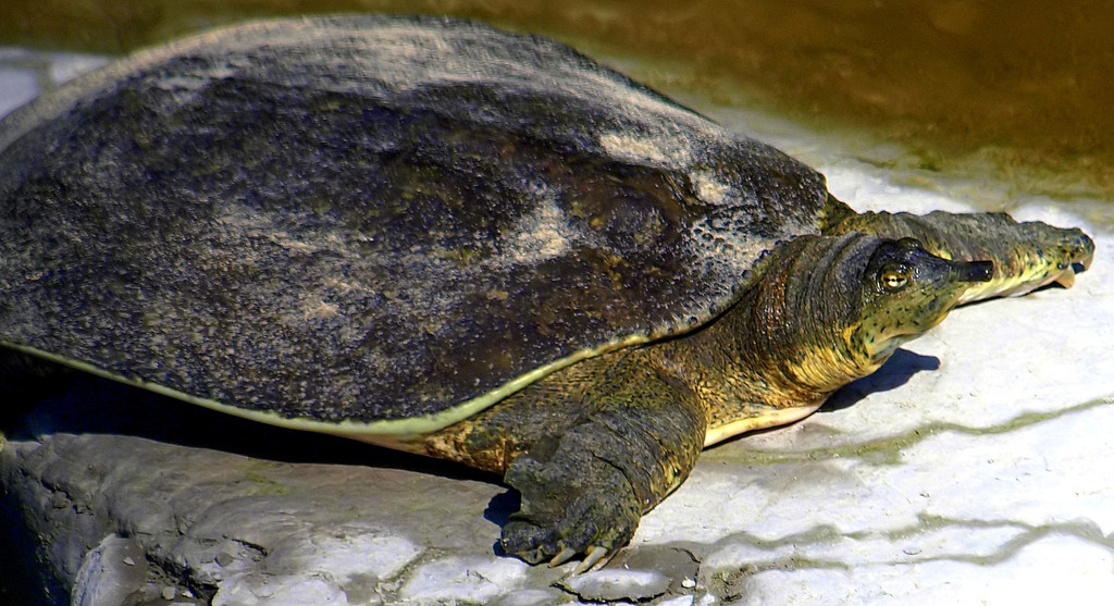 Pallid Spiny Softshell From Dallas Tx Usa Turtle Rock On September 18 2019 At 1127 Am By 