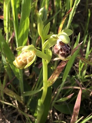 Ophrys umbilicata flavomarginata