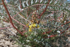 Astragalus douglasii perstrictus
