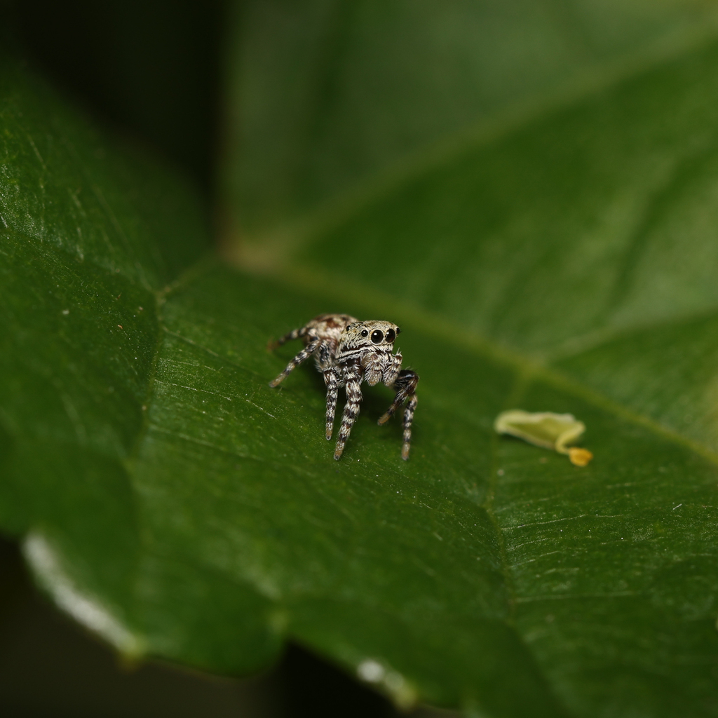 White-cheeked Jumping Spiders from Chillum, MD, USA on September 16 ...