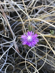 Trichodiadema setuliferum