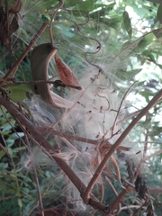 Araujia angustifolia