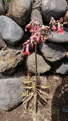 Kalanchoe × houghtonii