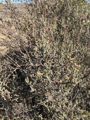 Helichrysum trilineatum