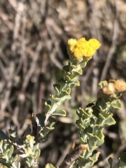 Helichrysum trilineatum
