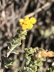 Helichrysum trilineatum