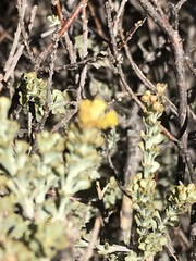 Helichrysum trilineatum