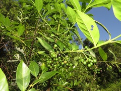 Kraussia floribunda