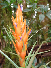 Tillandsia ponderosa
