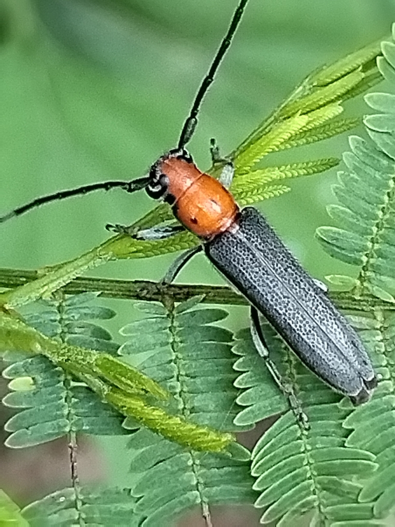 Mecas obereoides