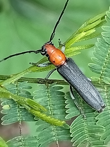 Mecas obereoides