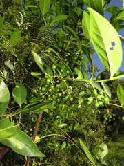 Kraussia floribunda