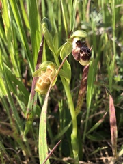 Ophrys umbilicata flavomarginata
