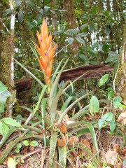 Tillandsia ponderosa