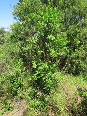 Kraussia floribunda