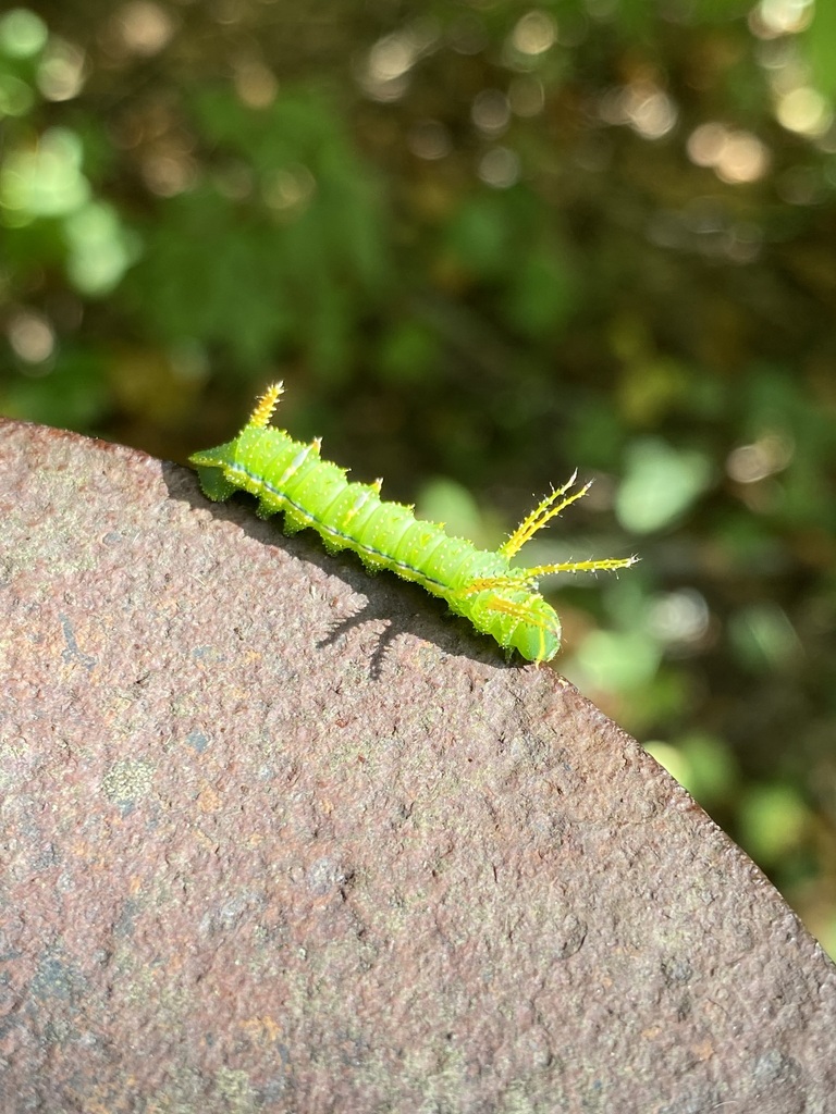 Locust Moth Honey Locust Moth in September 2023 by jim · iNaturalist
