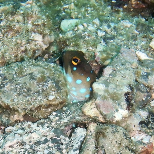 Bluespotted jawfish (Opistognathus rosenblatti) — Opistognathidae — 4