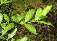 Kraussia floribunda
