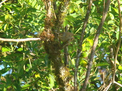 Anabacerthia variegaticeps