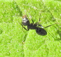 Camponotus werthi