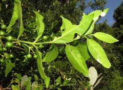 Kraussia floribunda