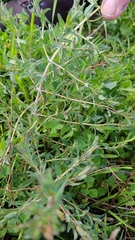 Hypericum triquetrifolium