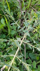 Hypericum triquetrifolium