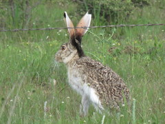 Lepus callotis