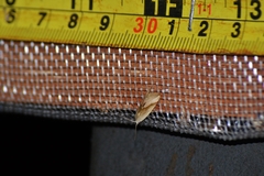 Micrathetis dasarada
