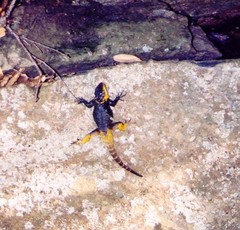 Sceloporus oberon
