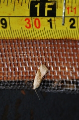 Micrathetis dasarada