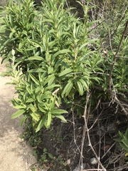 Salvia apiana × mellifera