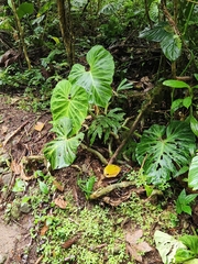 Philodendron verrucosum image