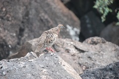 Zenaida galapagoensis