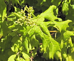 Gymnanthemum capense