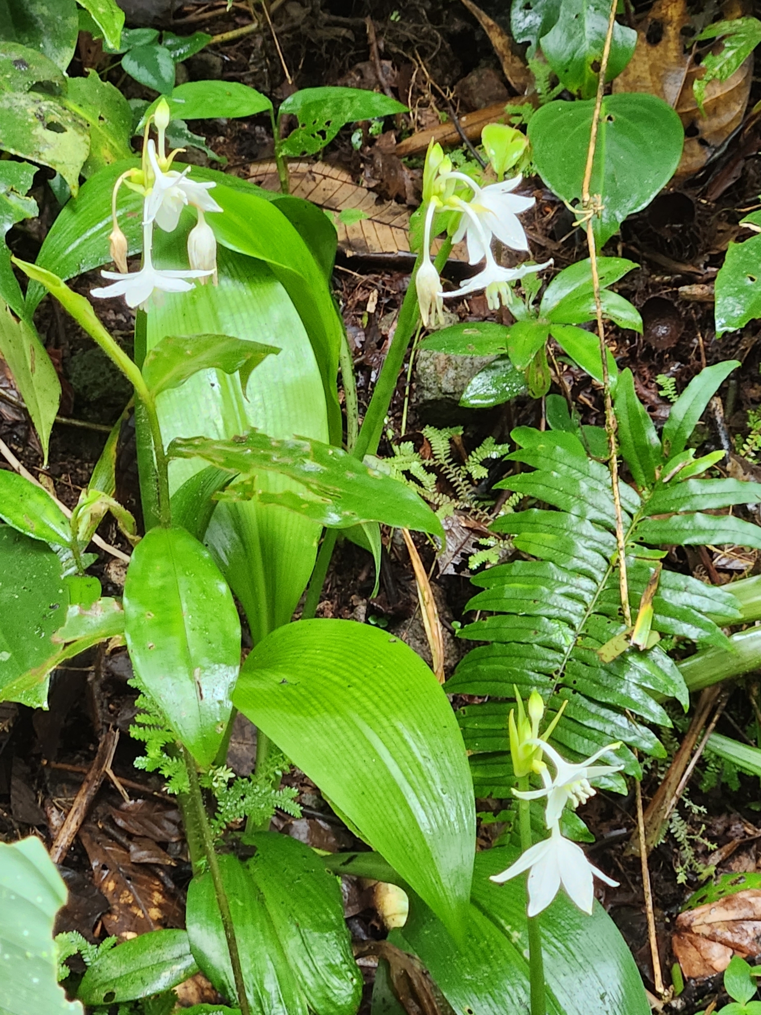 Urceolina bouchei