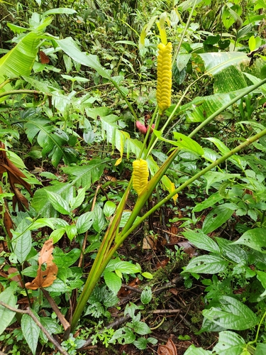 Rattlesnake plant (Calathea crotalifera)
