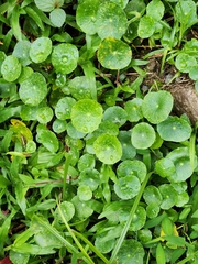 Hydrocotyle verticillata image