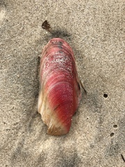 Modiolus americanus