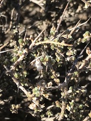 Eriocephalus spinescens